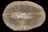 Pecopteris Fern Fossil (Pos/Neg) - Mazon Creek #87721-1